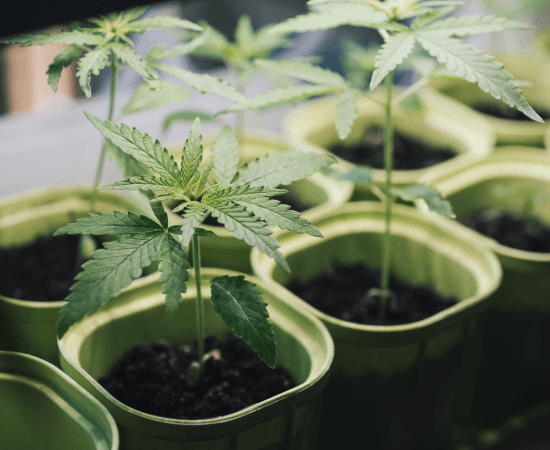 Cómo cultivar cannabis medicinal plantulas